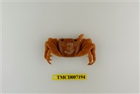 藏品(白紋方蟹)的圖片